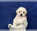 Small Photo #5 Poodle (Toy) Puppy For Sale in SAFFORD, AZ, USA