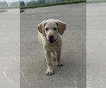 Oakley - Female Labrador Retriever Puppy for Sale - Photo #18