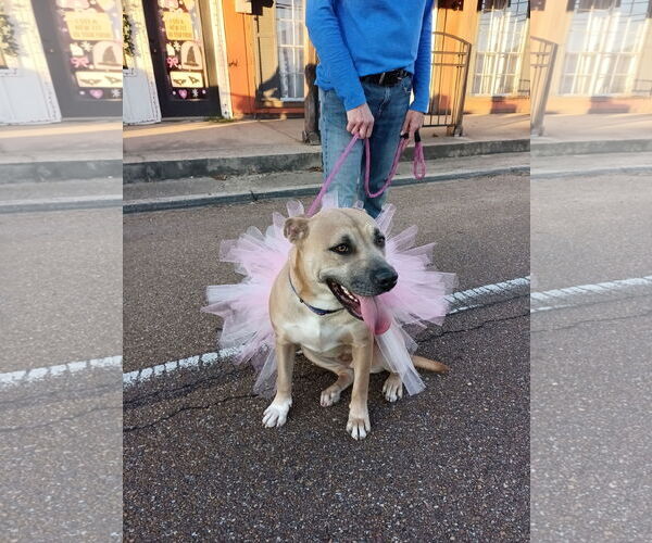 Medium Photo #5 American Pit Bull Terrier-Unknown Mix Puppy For Sale in Monticello, MS, USA