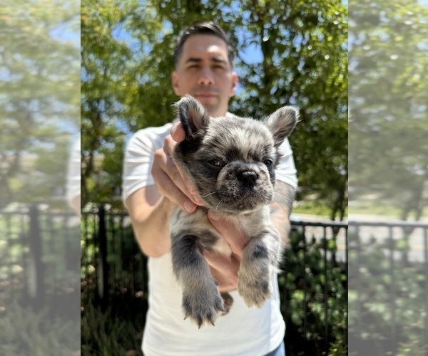 Medium Photo #7 French Bulldog Puppy For Sale in SAN DIEGO, CA, USA
