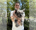 Small #6 French Bulldog
