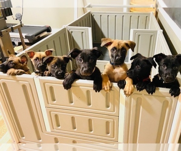 Medium Photo #1 Belgian Malinois-Labrador Retriever Mix Puppy For Sale in CRYSTAL LAKE, IL, USA
