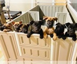 Small Photo #1 Belgian Malinois-Labrador Retriever Mix Puppy For Sale in CRYSTAL LAKE, IL, USA