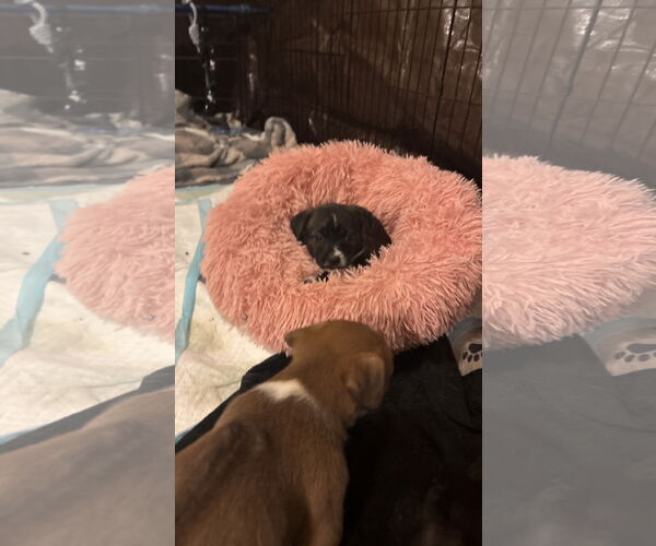 Medium Photo #4 Toy Rat Doxie Puppy For Sale in Holly Springs, NC, USA