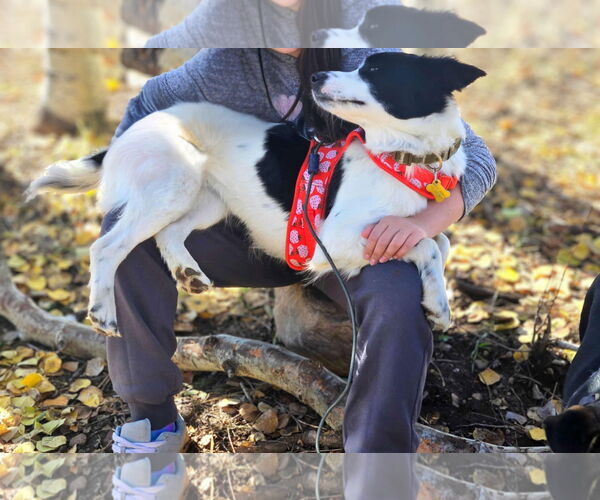 Medium Photo #4 Border Collie-Unknown Mix Puppy For Sale in Sandy, UT, USA