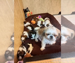 Shih Tzu Puppy for Sale in FANNING SPGS, Florida USA
