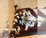Image preview for Ad Listing. Nickname: Litter of 3