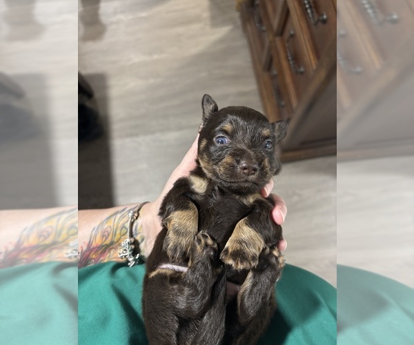 Medium Photo #3 Chiweenie Puppy For Sale in ROANOKE, VA, USA