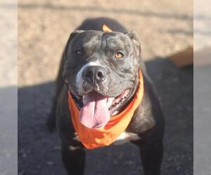 American Staffordshire Terrier Dogs for adoption in San Antonio, TX, USA