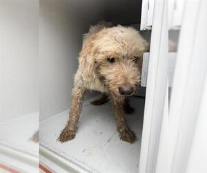 Poodle (Standard) Dogs for adoption in Houston, TX, USA