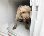 Small Poodle (Standard)