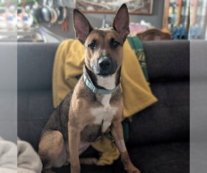 Mutt Dogs for adoption in Fargo, ND, USA