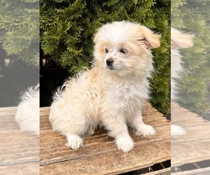 Shiranian Puppy for sale in MIDDLEBURY, IN, USA