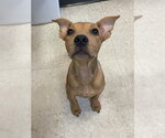 Small Labrador Retriever Mix