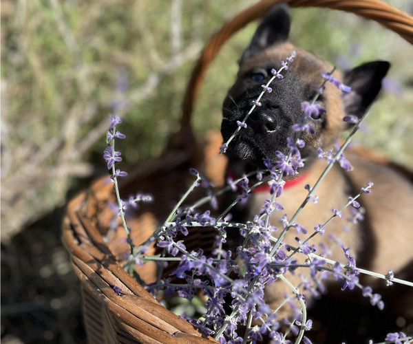 Medium Photo #3 Belgian Malinois Puppy For Sale in S CHARLESTON, WV, USA