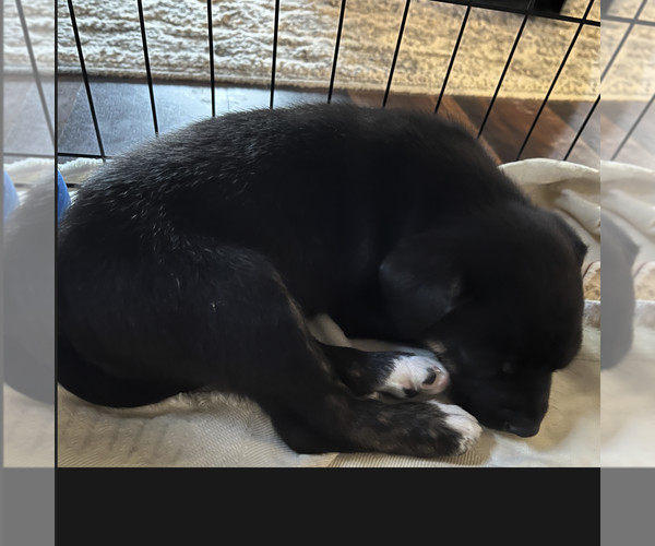 Medium Photo #9 Mutt Puppy For Sale in Fargo, ND, USA