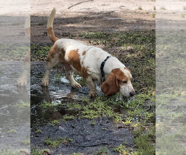 Medium Photo #7 Basset Hound Puppy For Sale in Valrico, FL, USA