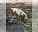 Small #6 Basset Hound