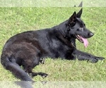 Small Photo #1 German Shepherd Dog Puppy For Sale in WACO, TX, USA