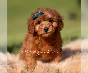 Medium Poodle (Toy)