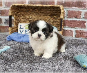 Shih Tzu Puppy for sale in SYRACUSE, IN, USA