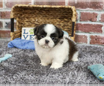 Small Shih Tzu