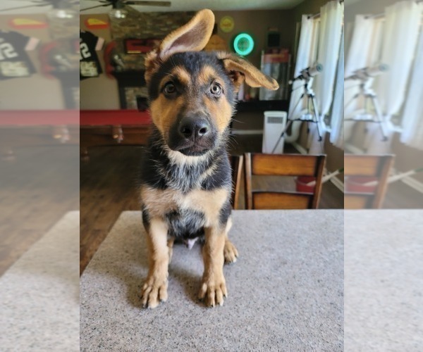 Medium Photo #5 German Shepherd Dog Puppy For Sale in PICKERINGTON, OH, USA