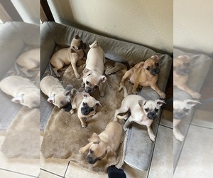 Chug Puppy for sale in PHOENIX, AZ, USA