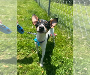 Mutt Dogs for adoption in Muskegon, MI, USA