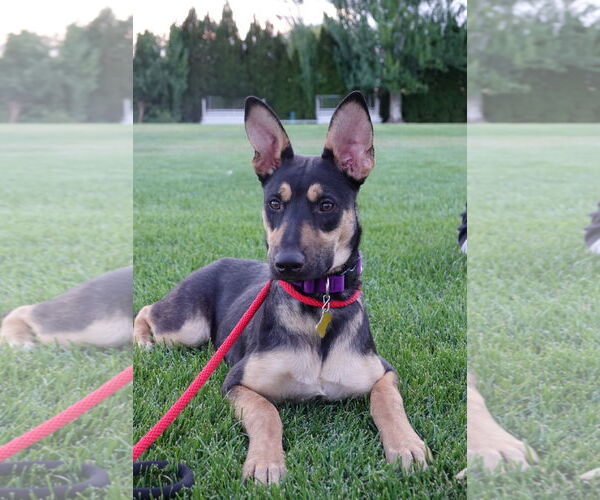 Medium Photo #1 Mutt Puppy For Sale in Sandy, UT, USA