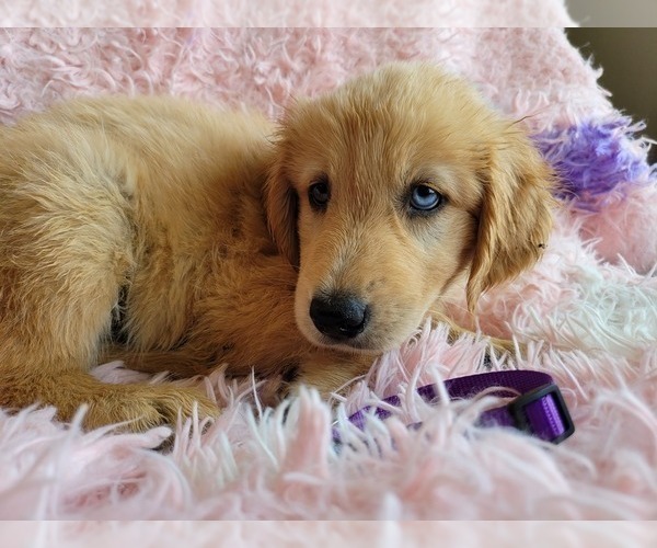 Medium Photo #1 Goberian Puppy For Sale in APPLE VALLEY, CA, USA
