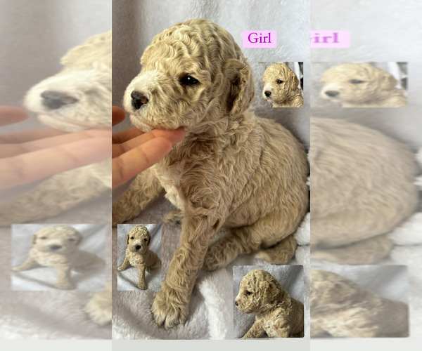 Medium Photo #1 Goldendoodle (Miniature) Puppy For Sale in EASTMAN, GA, USA