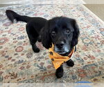 Small #1 Mutt