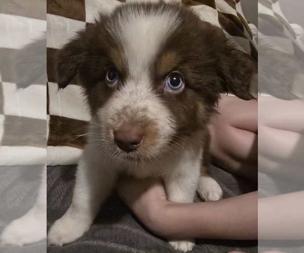 Medium Photo #3 Australian Shepherd Puppy For Sale in ROY, UT, USA