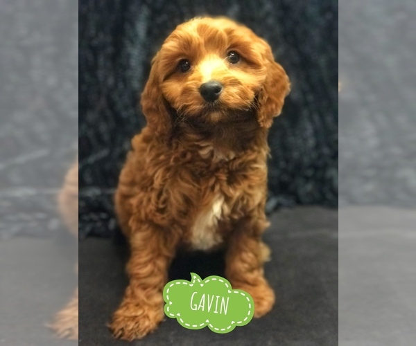 Medium Photo #1 Cavapoo Puppy For Sale in BOWLING GREEN, KY, USA