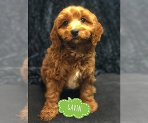 Medium Cavapoo