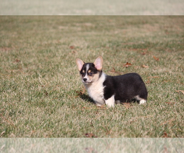 Medium Photo #6 Pembroke Welsh Corgi Puppy For Sale in FORT MADISON, IA, USA