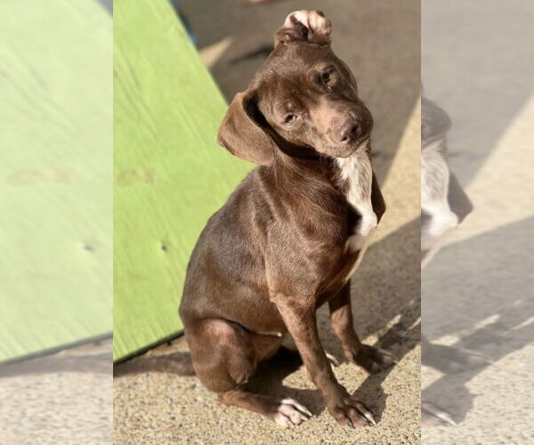 Medium Photo #3 Chihuahua-Unknown Mix Puppy For Sale in Westwood, NJ, USA