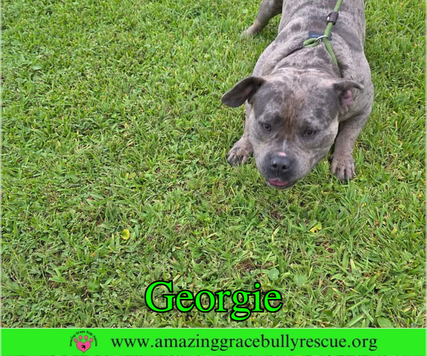 Medium Photo #6 Bulldog Puppy For Sale in Milton, FL, USA
