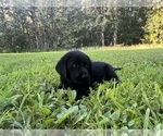Small #9 Labrador Retriever