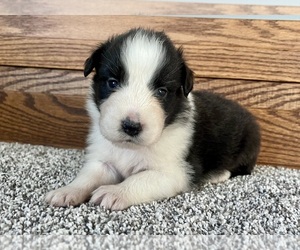 Australian Shepherd Puppy for sale in LODA, IL, USA