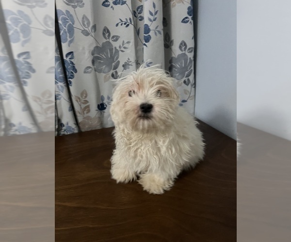 Medium Photo #4 Havanese Puppy For Sale in DURHAM, CT, USA