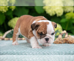 Small Photo #16 English Bulldog Puppy For Sale in MILLERSBURG, OH, USA