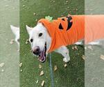 CASPER - Male German Shepherd Dog Dog for Adoption - Small photo