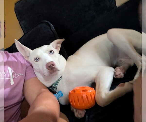 Medium Photo #4 Siberian Husky-Unknown Mix Puppy For Sale in Springdale, PA, USA
