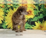 Maurice - Male Poodle (Toy) Puppy for Sale - Photo #28