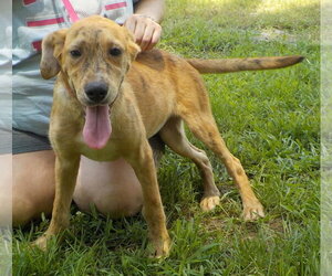 260791  Andy - Male Boxer-Unknown Mix Dog for Adoption - Photo #2