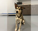 Small #1 Siberian Husky Mix