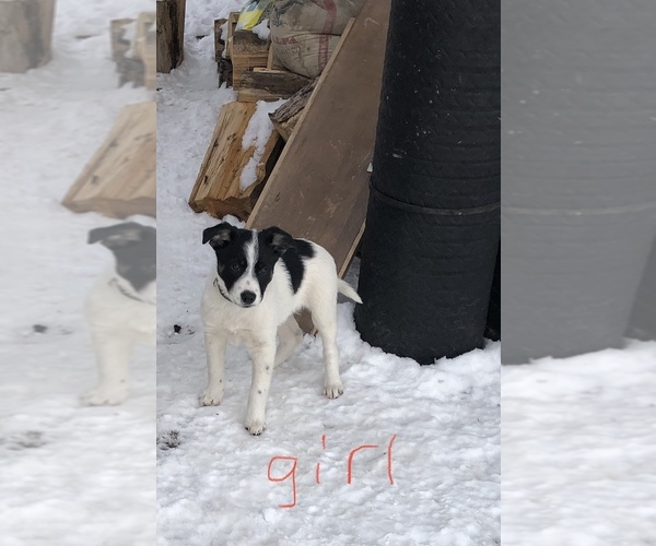 Medium Photo #4 Australian Cattle Dog-Border Collie Mix Puppy For Sale in BEDFORD, WY, USA