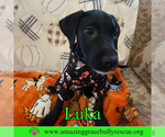 Small #3 Bulldog-Labrador Retriever Mix